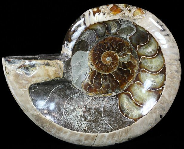 Wide Polished Ammonite Dish - Inlaid Ammonite #49787